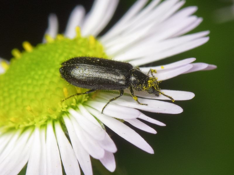 Dasytes niger (Linnaeus, 1761)